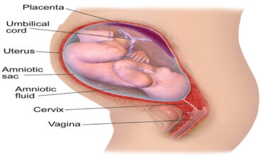 Gynaecology & Obstetrics