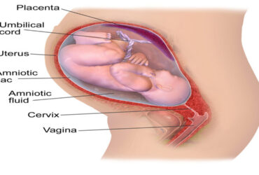 Gynaecology & Obstetrics